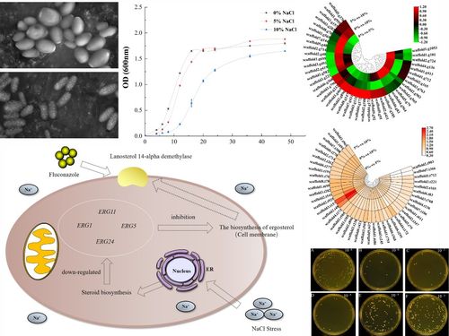 广西大学亚热带海洋红树林湿地微生物功能研究团队在利用微生物新资源合成高值产物研究领域取得新进展